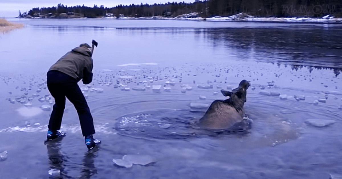 Woman Saves Drowning Moose