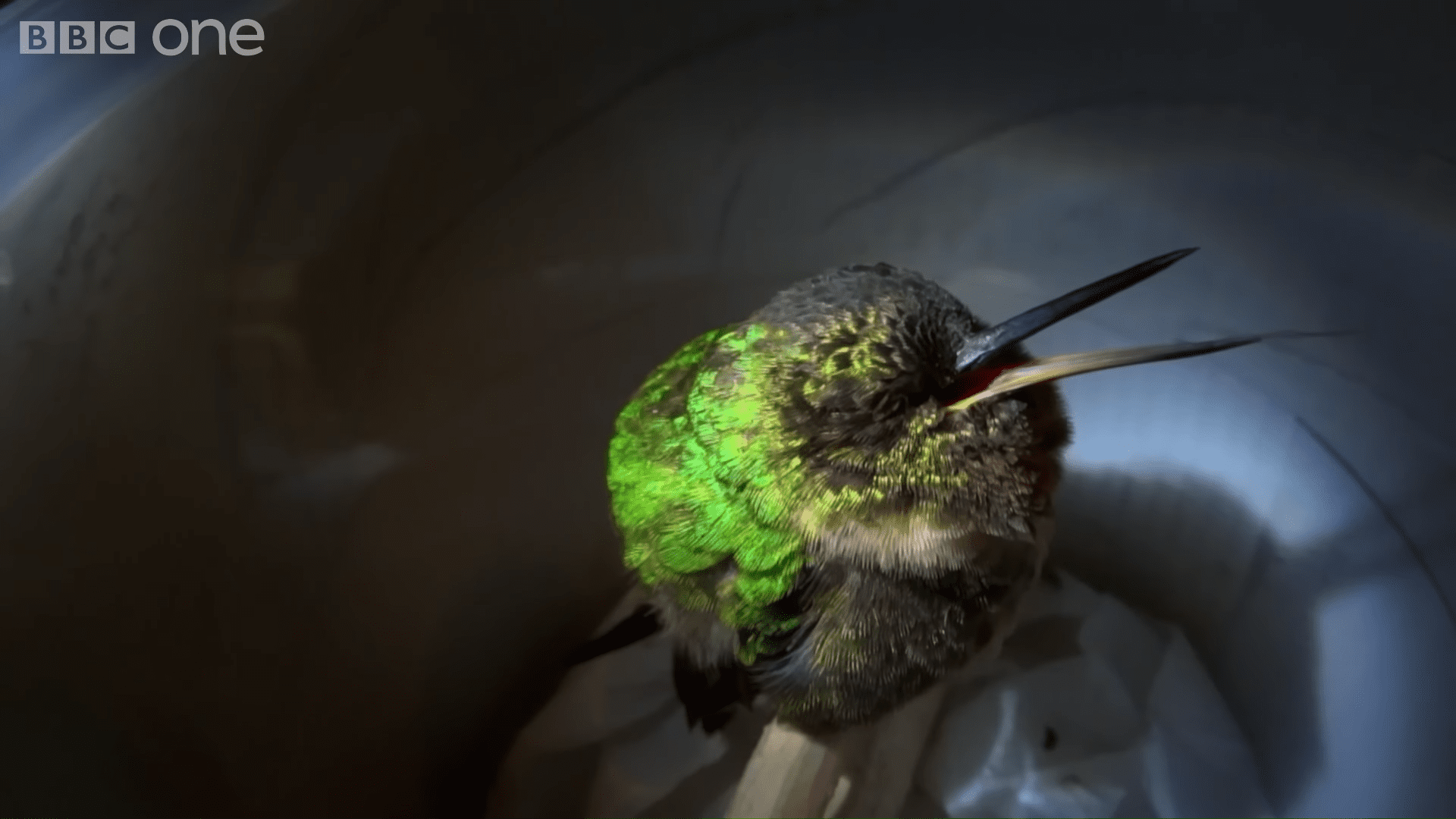 Humming Bird Sleeping