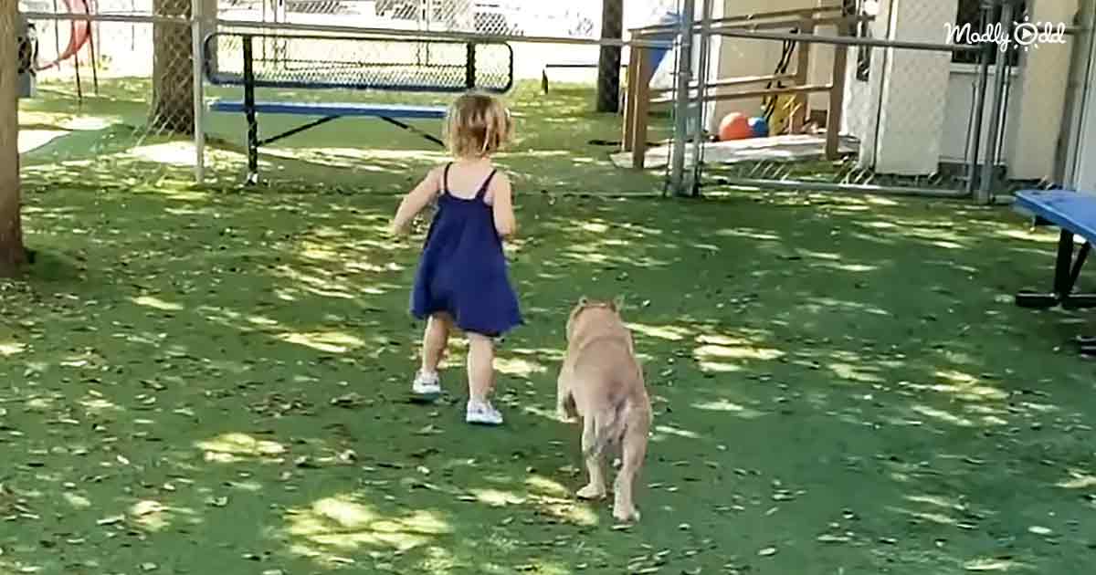 Toddler and shelter dog