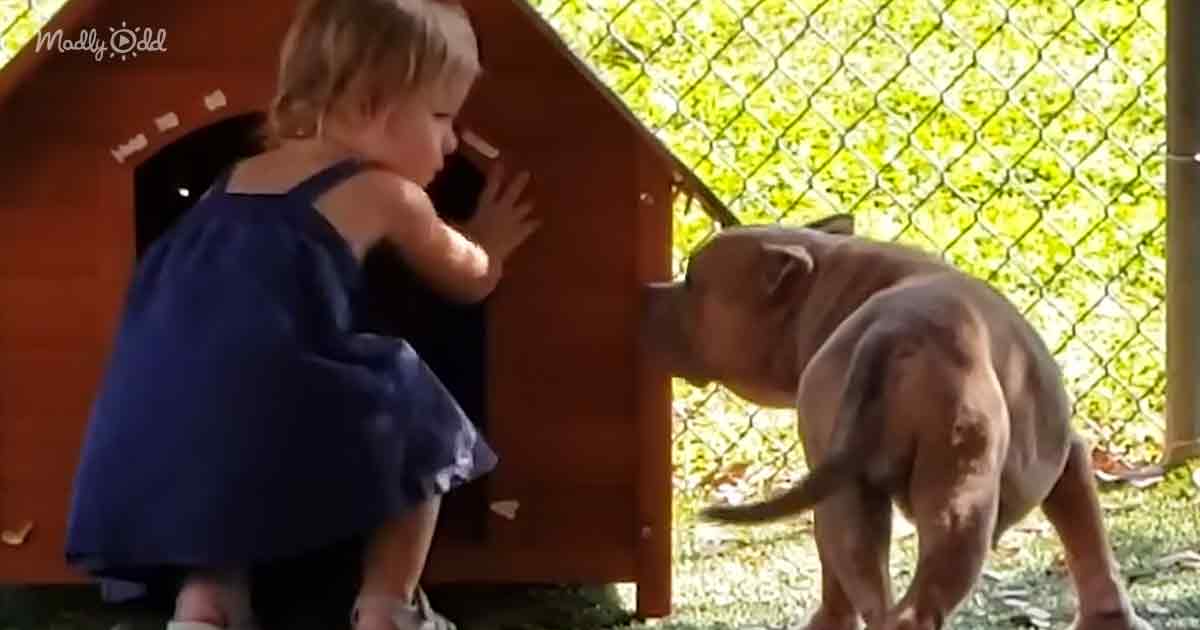 Toddler and shelter dog