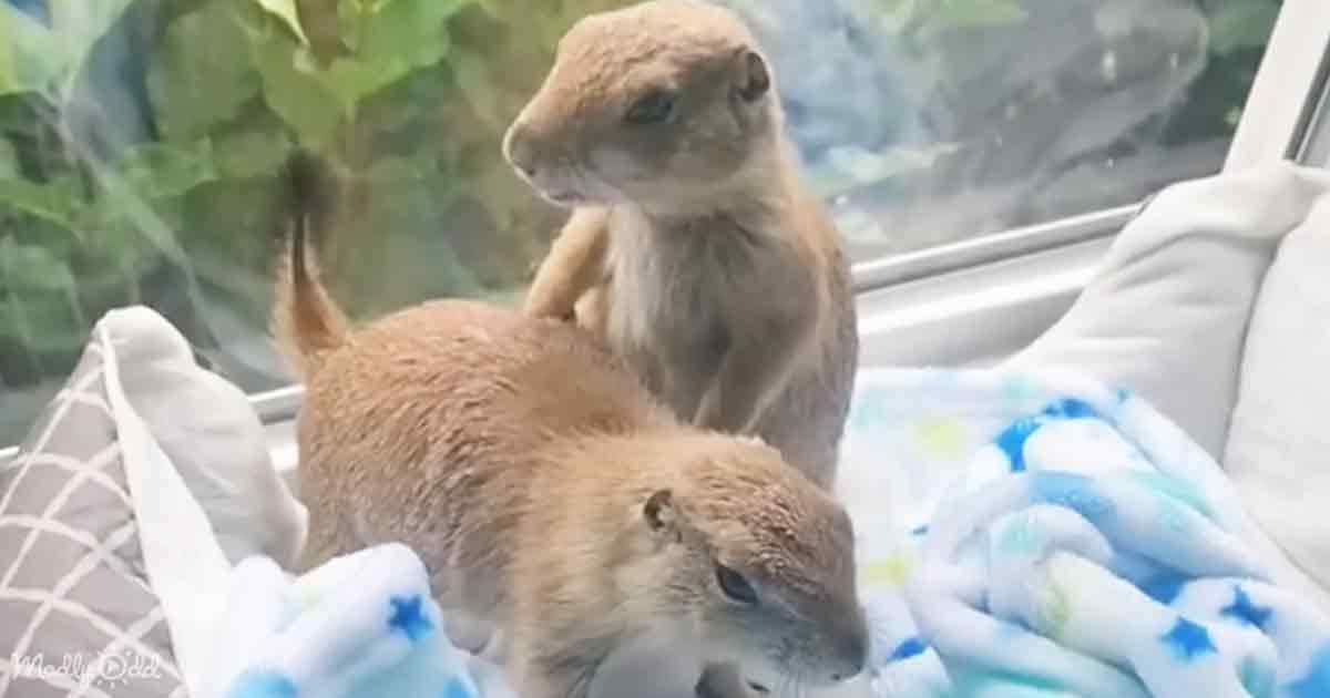 Prairie dogs