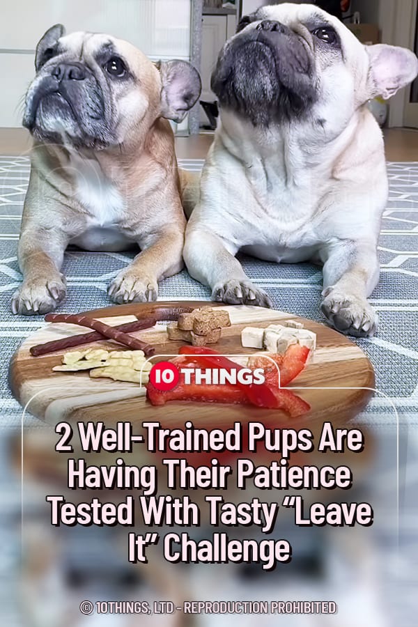 2 Well-Trained Pups Are Having Their Patience Tested With Tasty “Leave It” Challenge