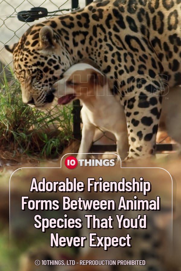 Adorable Friendship Forms Between Animal Species That You’d Never Expect