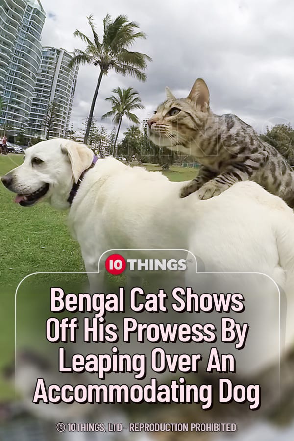 Bengal Cat Shows Off His Prowess By Leaping Over An Accommodating Dog