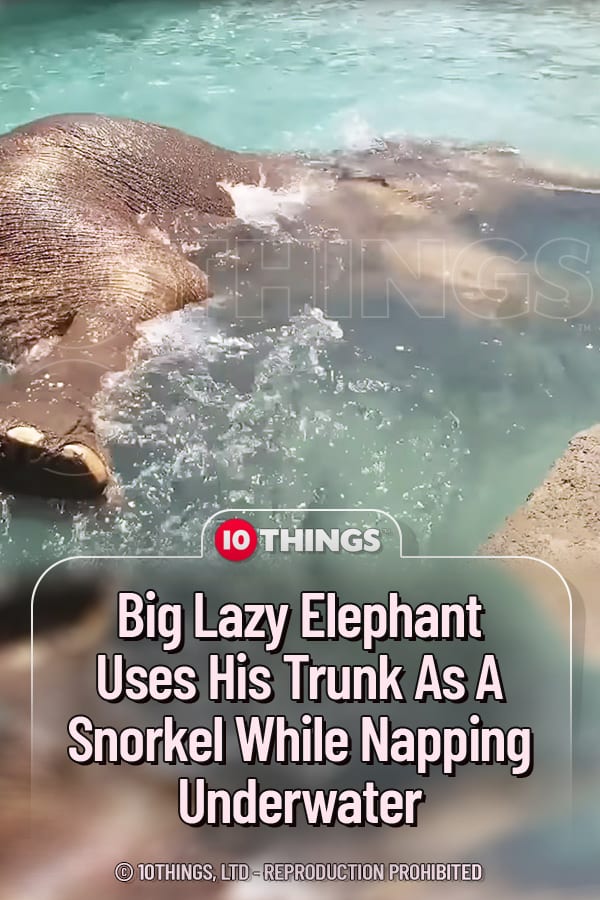 Big Lazy Elephant Uses His Trunk As A Snorkel While Napping Underwater