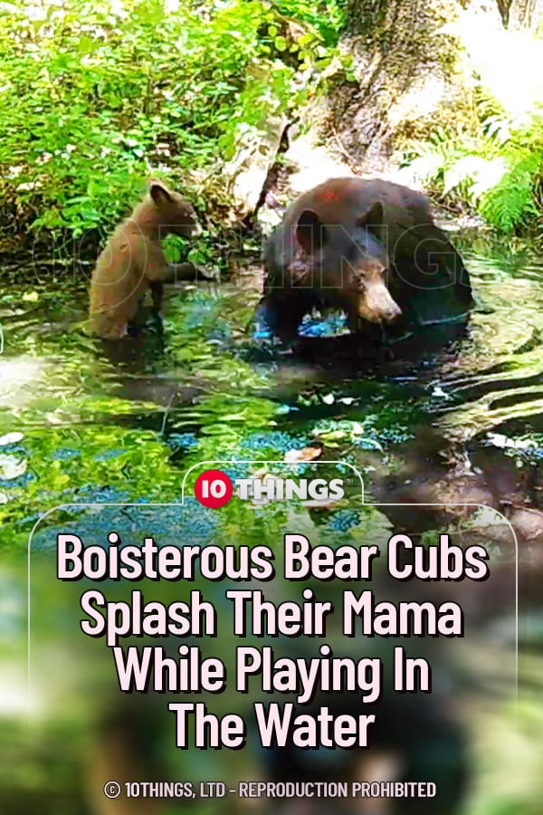 Boisterous Bear Cubs Splash Their Mama While Playing In The Water