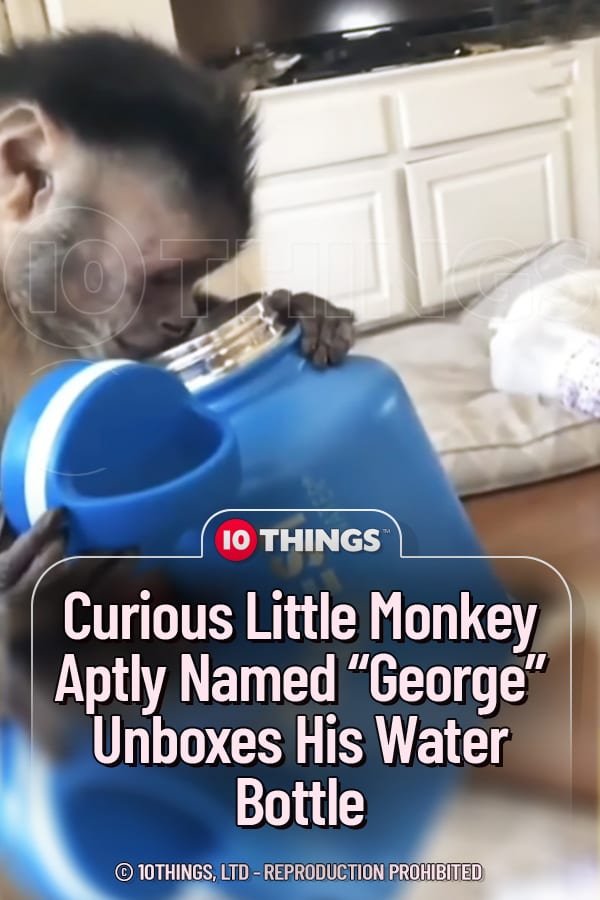 Curious Little Monkey Aptly Named “George” Unboxes His Water Bottle