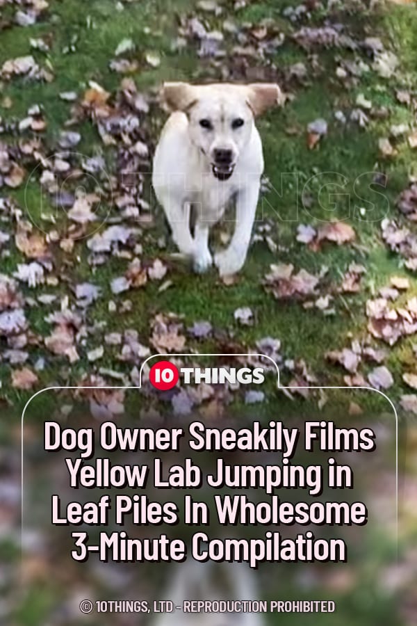 Dog Owner Sneakily Films Yellow Lab Jumping in Leaf Piles In Wholesome 3-Minute Compilation