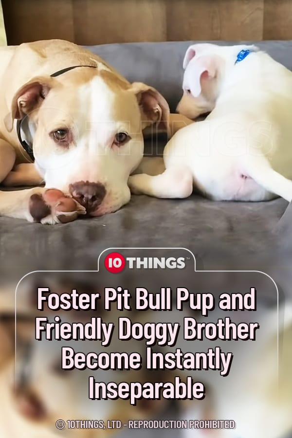 Foster Pit Bull Pup and Friendly Doggy Brother Become Instantly Inseparable
