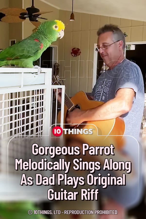 Gorgeous Parrot Melodically Sings Along As Dad Plays Original Guitar Riff