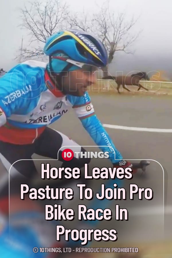 Horse Leaves Pasture To Join Pro Bike Race In Progress