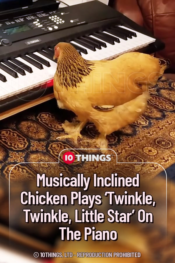 Musically Inclined Chicken Plays ‘Twinkle, Twinkle, Little Star’ On The Piano