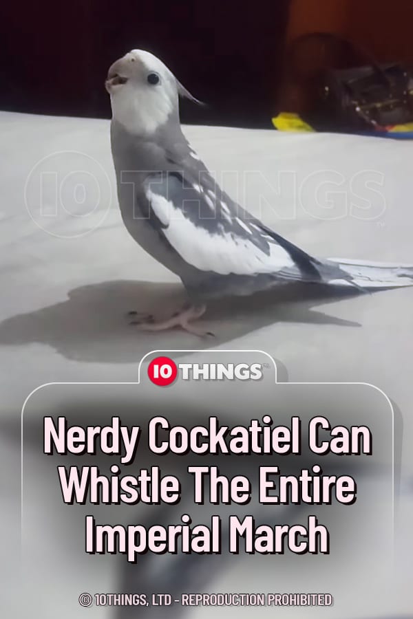 Nerdy Cockatiel Can Whistle The Entire Imperial March