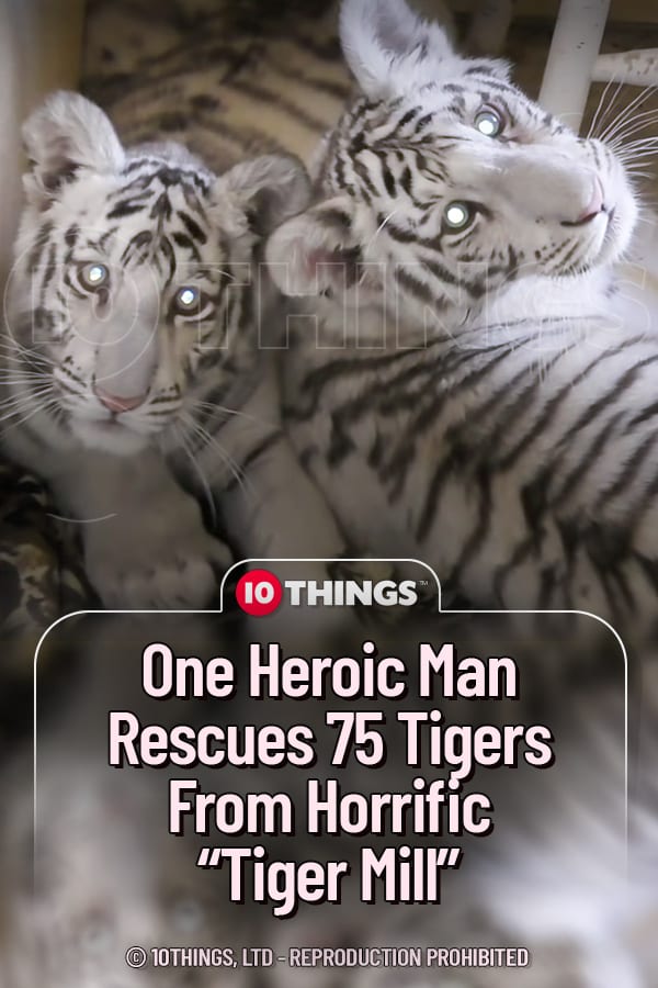 One Heroic Man Rescues 75 Tigers From Horrific “Tiger Mill”