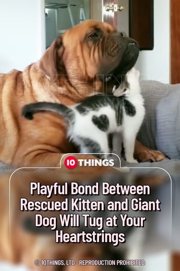 Playful Bond Between Rescued Kitten and Giant Dog Will Tug at Your Heartstrings