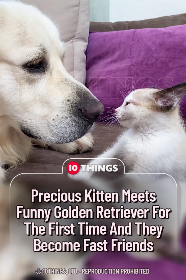 Precious Kitten Meets Funny Golden Retriever For The First Time And They Become Fast Friends