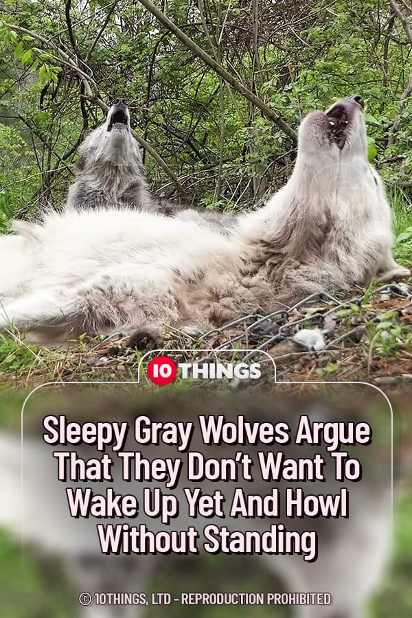 Sleepy Gray Wolves Argue That They Don’t Want To Wake Up Yet And Howl Without Standing