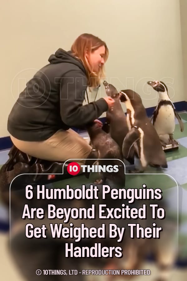 6 Humboldt Penguins Are Beyond Excited To Get Weighed By Their Handlers