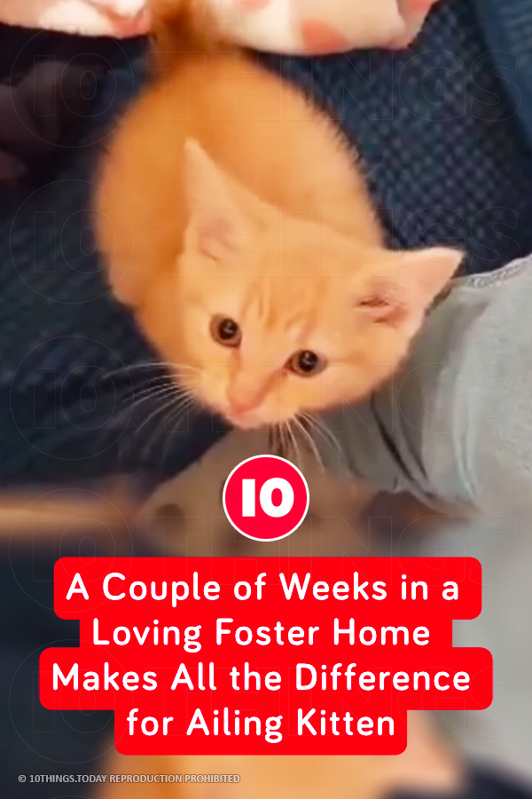 A Couple of Weeks in a Loving Foster Home Makes All the Difference for Ailing Kitten