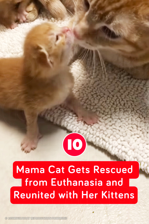 Mama Cat Gets Rescued from Euthanasia and Reunited with Her Kittens