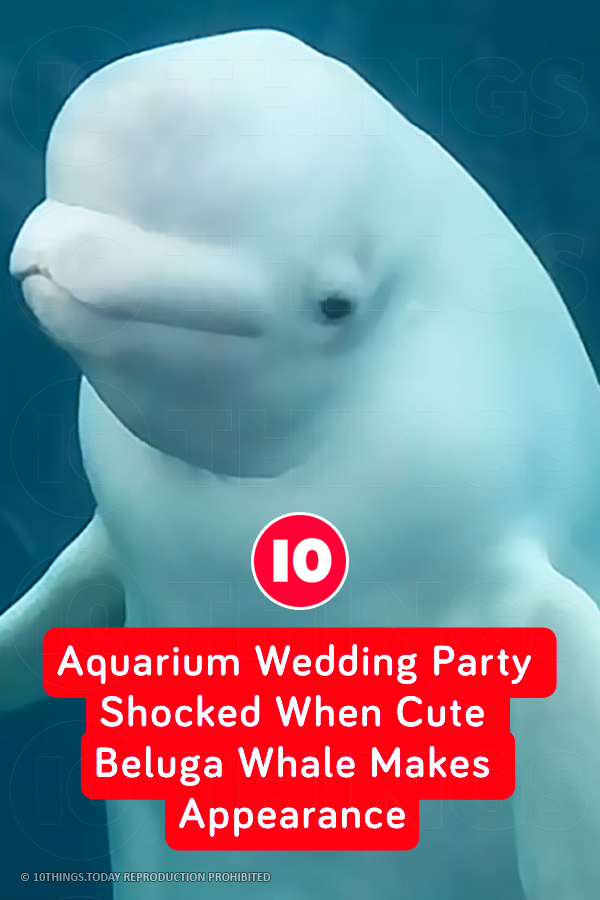 Aquarium Wedding Party Shocked When Cute Beluga Whale Makes Appearance