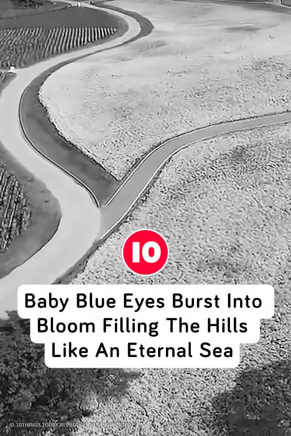 Baby Blue Eyes Burst Into Bloom Filling The Hills Like An Eternal Sea
