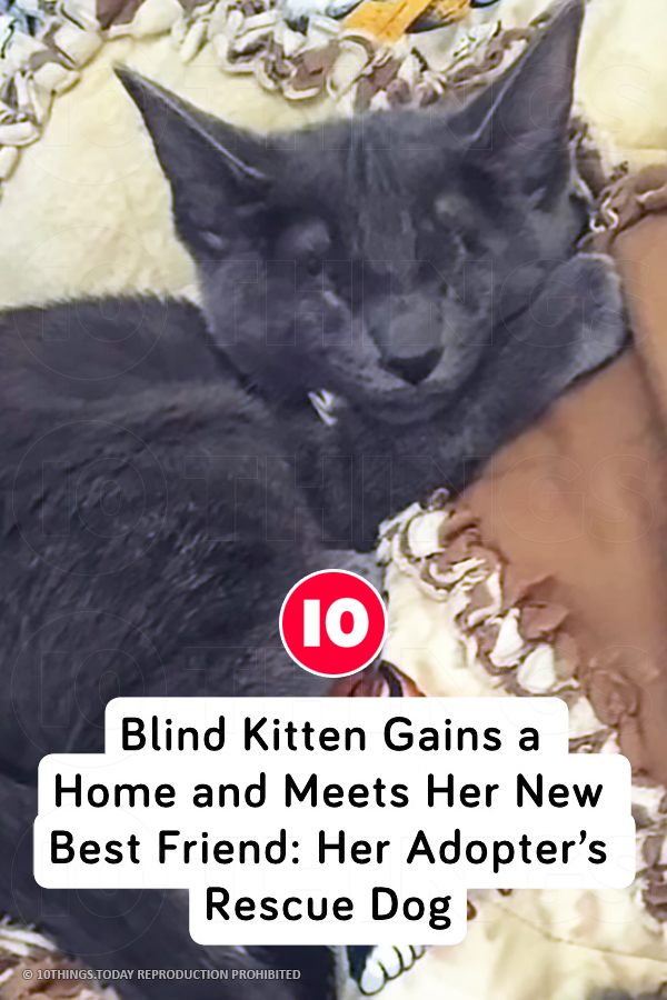 Blind Kitten Gains a Home and Meets Her New Best Friend: Her Adopter’s Rescue Dog