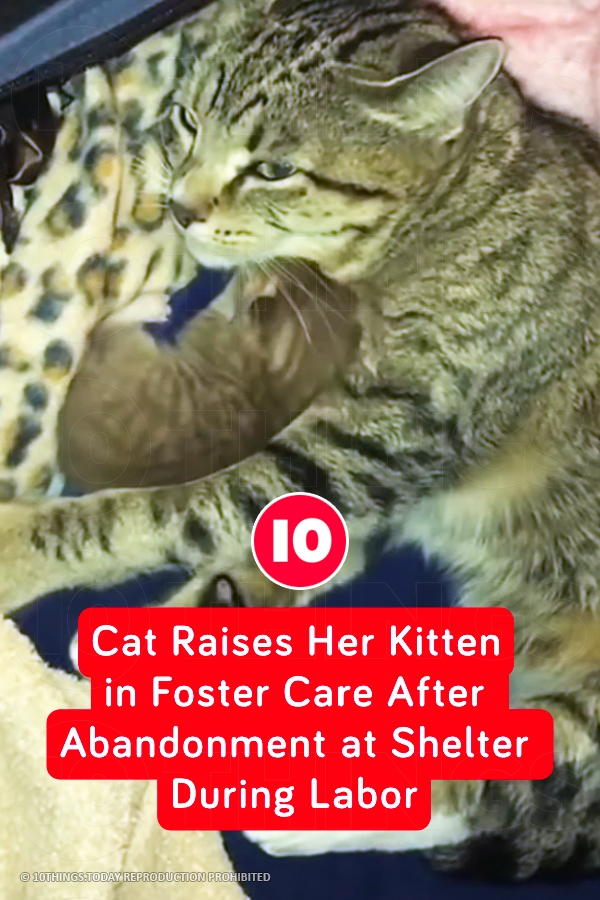 Cat Raises Her Kitten in Foster Care After Abandonment at Shelter During Labor