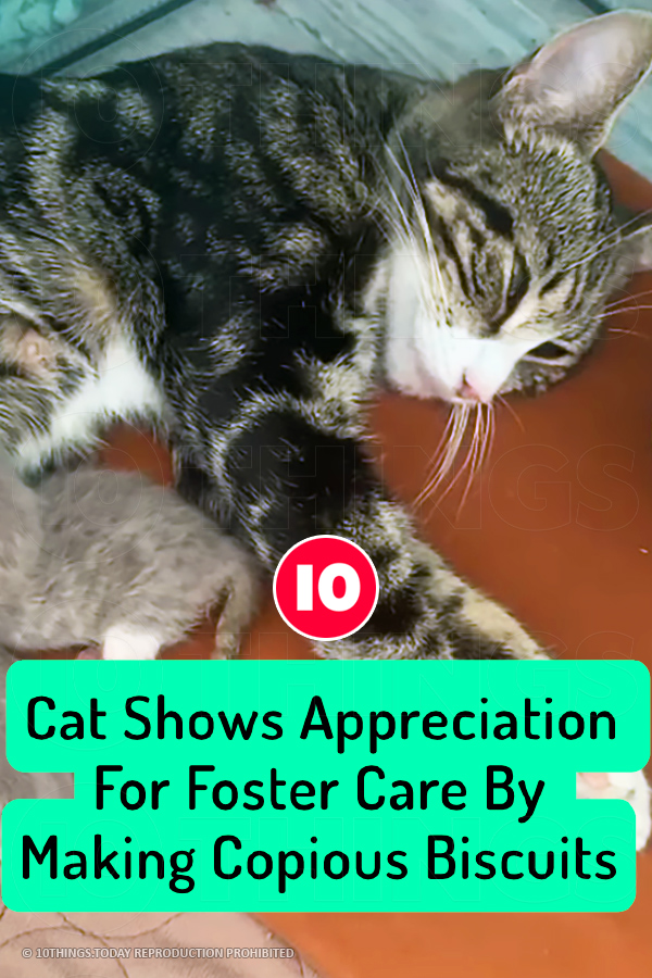 Cat Shows Appreciation For Foster Care By Making Copious Biscuits