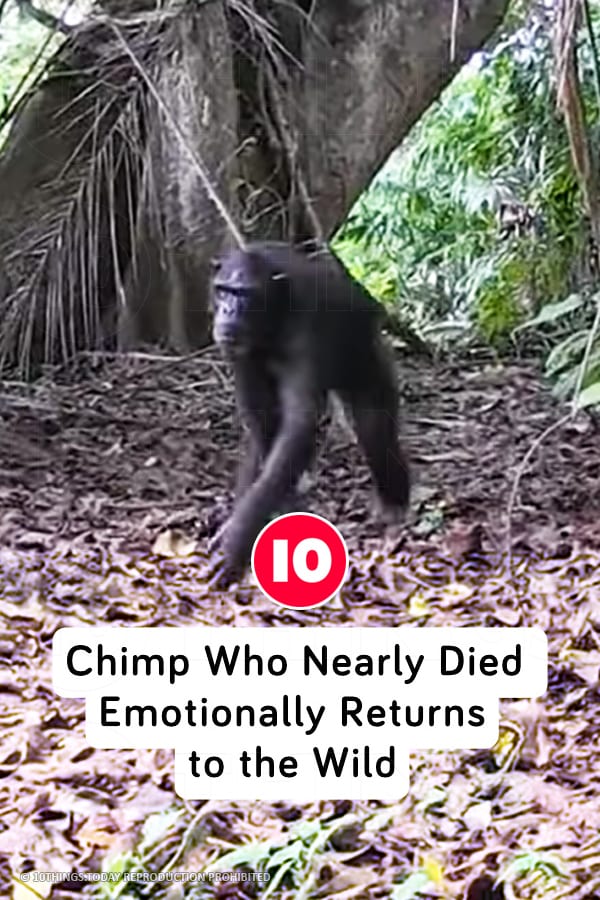 Chimp Who Nearly Died Emotionally Returns to the Wild