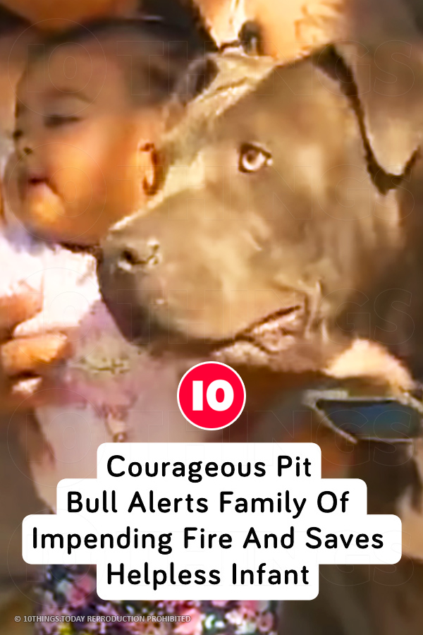 Courageous Pit Bull Alerts Family Of Impending Fire And Saves Helpless Infant
