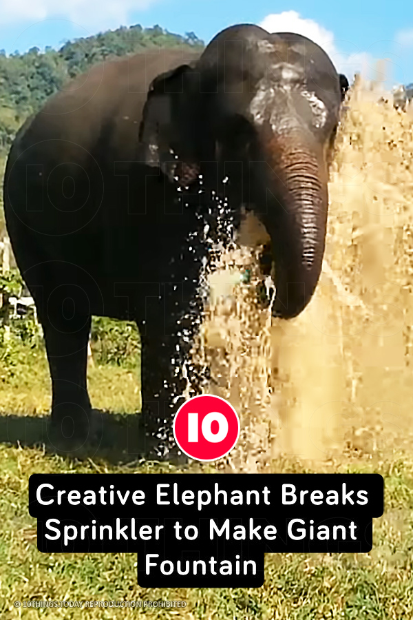 Creative Elephant Breaks Sprinkler to Make Giant Fountain