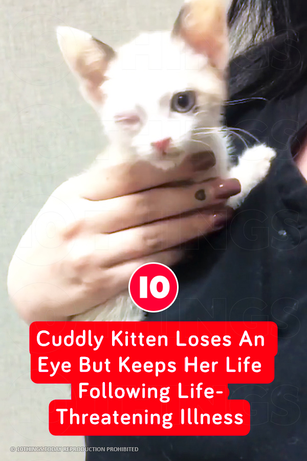 Cuddly Kitten Loses An Eye But Keeps Her Life Following Life-Threatening Illness