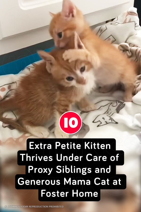 Extra Petite Kitten Thrives Under Care of Proxy Siblings and Generous Mama Cat at Foster Home
