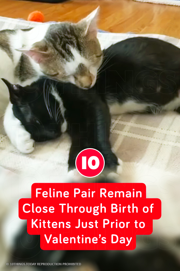 Feline Pair Remain Close Through Birth of Kittens Just Prior to Valentine’s Day