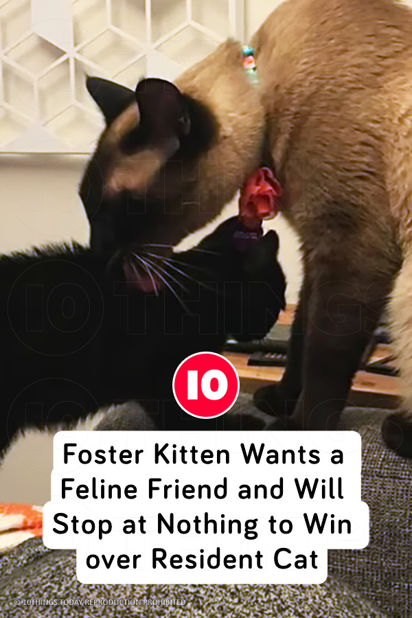 Foster Kitten Wants a Feline Friend and Will Stop at Nothing to Win over Resident Cat