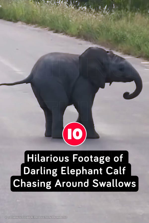 Hilarious Footage of Darling Elephant Calf Chasing Around Swallows