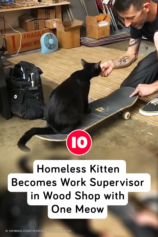 Homeless Kitten Becomes Work Supervisor in Wood Shop with One Meow