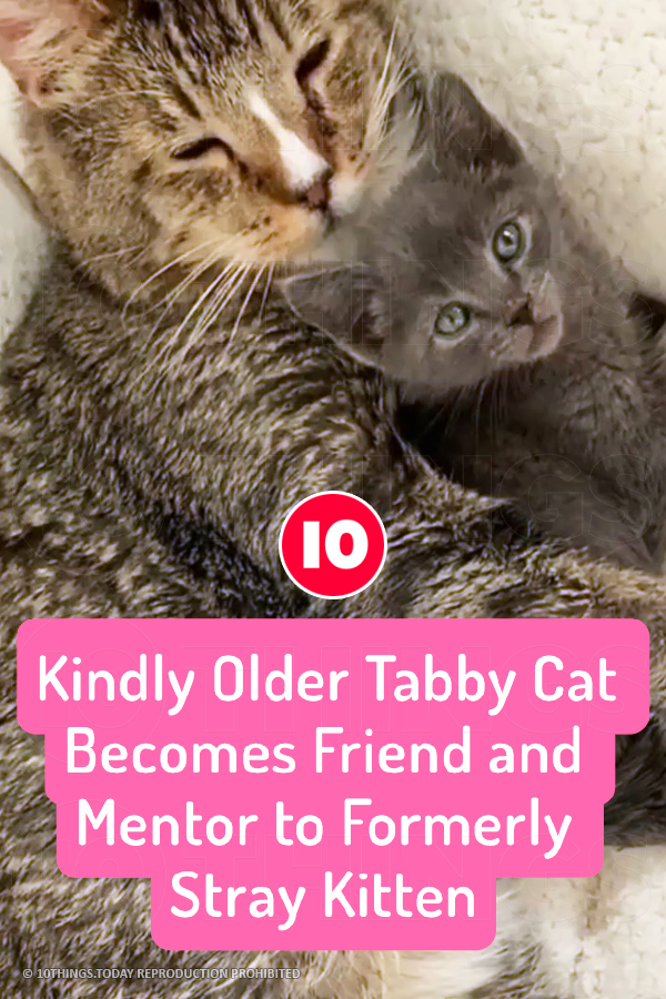 Kindly Older Tabby Cat Becomes Friend and Mentor to Formerly Stray Kitten