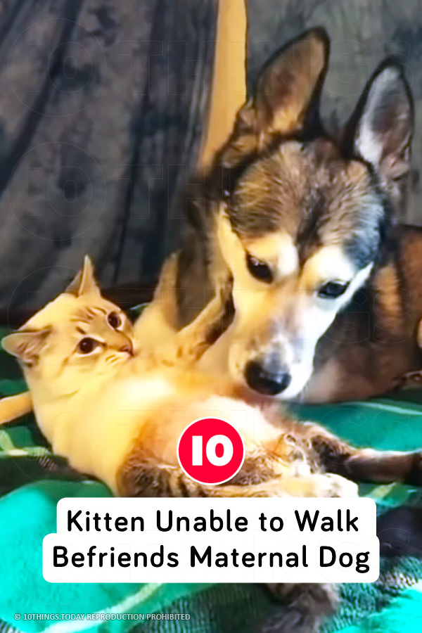 Kitten Unable to Walk Befriends Maternal Dog