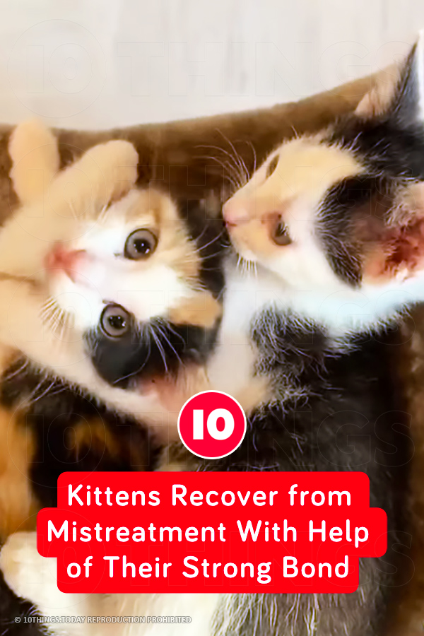 Kittens Recover from Mistreatment With Help of Their Strong Bond