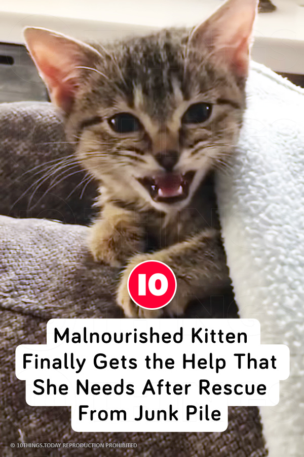 Malnourished Kitten Finally Gets the Help That She Needs After Rescue From Junk Pile
