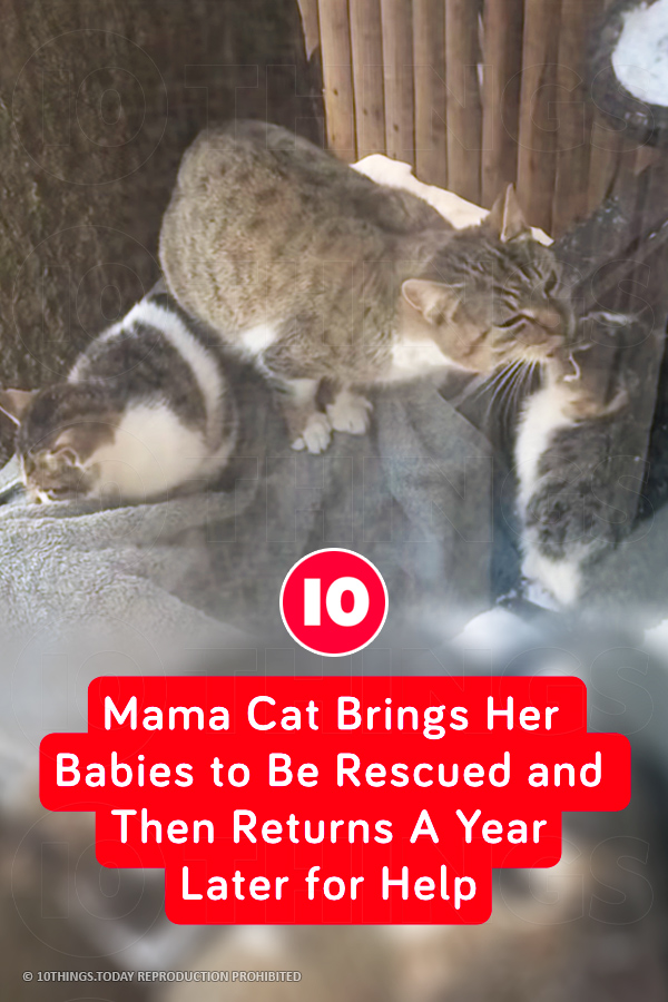 Mama Cat Brings Her Babies to Be Rescued and Then Returns A Year Later for Help