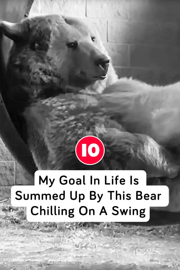 My Goal In Life Is Summed Up By This Bear Chilling On A Swing