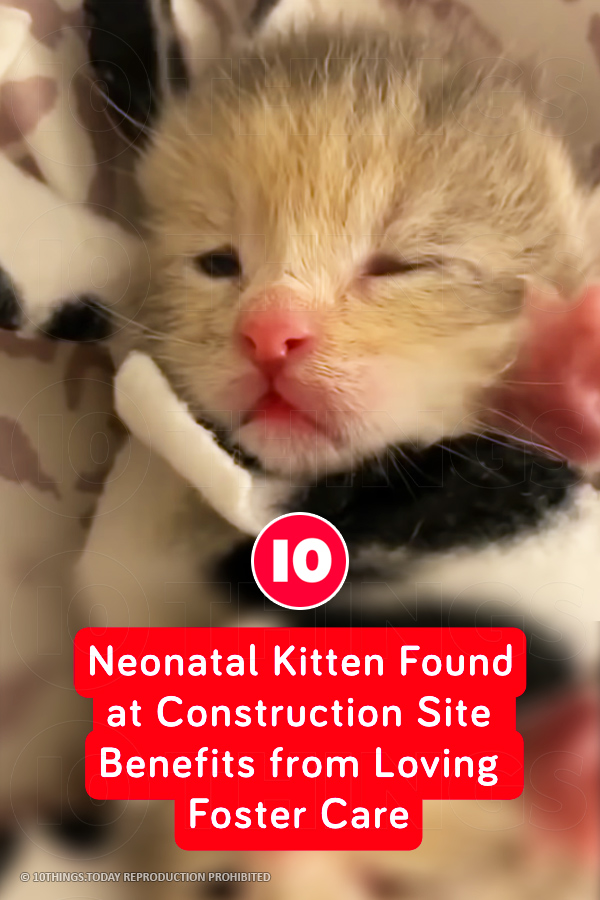 Neonatal Kitten Found at Construction Site Benefits from Loving Foster Care