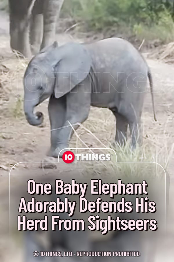 One Baby Elephant Adorably Defends His Herd From Sightseers