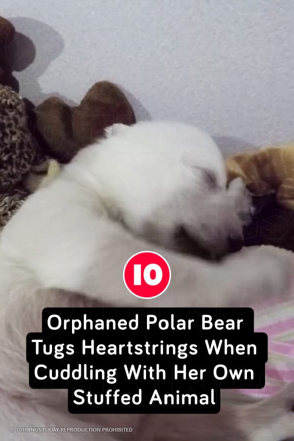 Orphaned Polar Bear Tugs Heartstrings When Cuddling With Her Own Stuffed Animal