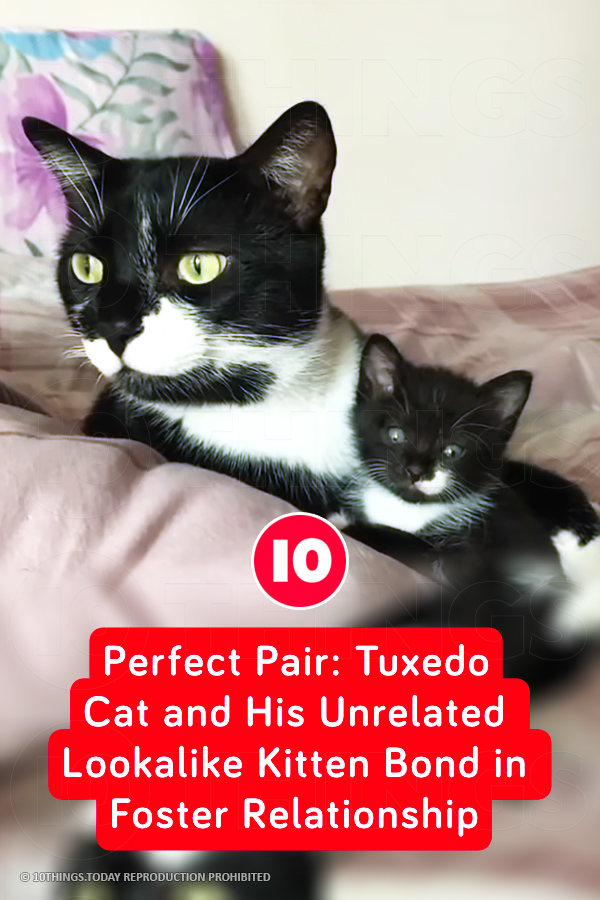 Perfect Pair: Tuxedo Cat and His Unrelated Lookalike Kitten Bond in Foster Relationship
