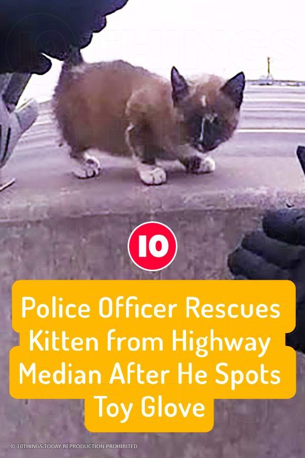 Police Officer Rescues Kitten from Highway Median After He Spots Toy Glove