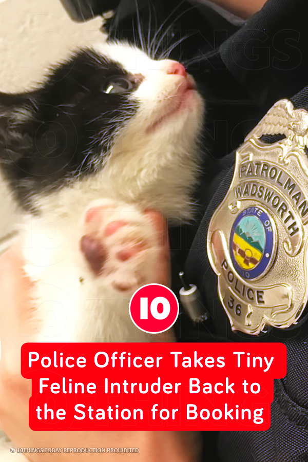 Police Officer Takes Tiny Feline Intruder Back to the Station for Booking